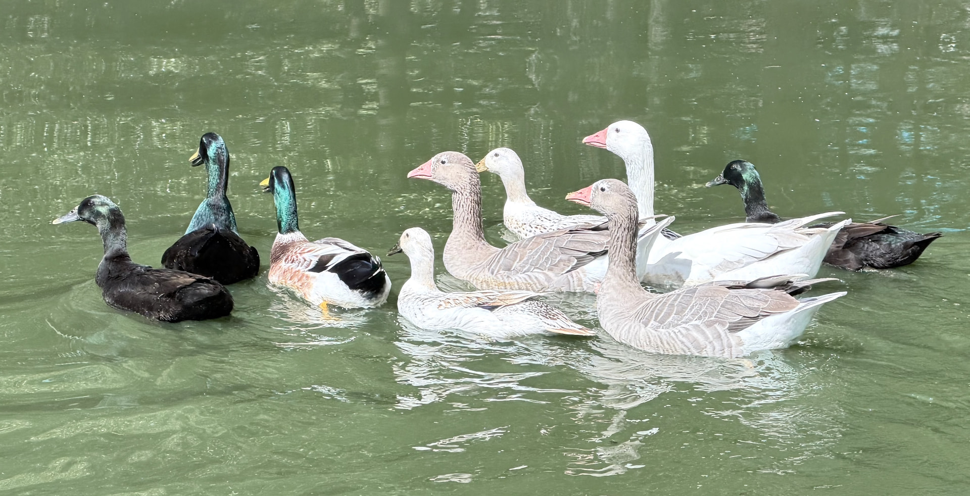 The farm's geese and ducks paddling together on Hawks Creek